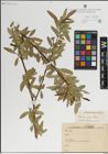 Foto von Salix laevigata Bebb